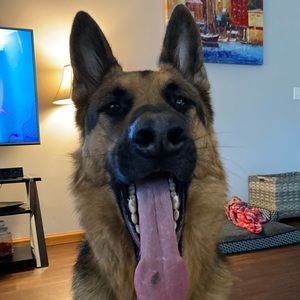 Meet your Posher, Zac